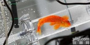 水生<em>生物呼吸</em>测量仪