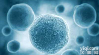 <em>人子</em><em>宫颈癌</em>细胞（GFP基因<em>修饰</em>），HeLa-GFP