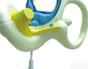 内耳<em>放大</em><em>模型</em>，内耳迷路<em>放大</em><em>模型</em>