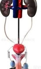 男性<em>泌尿</em><em>系统</em>，男性<em>生殖</em><em>系统</em>