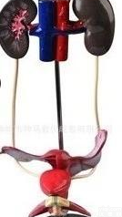 女性<em>泌尿</em><em>系统</em>，女性生殖<em>系统</em>，生物<em>模型</em>