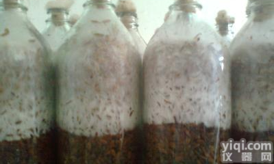 <em>阴沟</em>肠<em>杆菌</em>（<em>阴沟</em>肠<em>杆菌</em><em>阴沟</em>亚种）