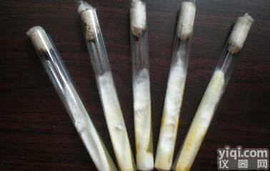 <em>弱小</em><em>珊瑚</em><em>杆菌</em>