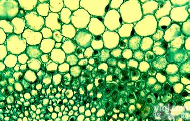 CW-2(人<em>结肠癌</em>细胞)COLO 201(人结直肠<em>腺癌</em>细胞)