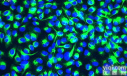 <em>人肝实质细胞</em>