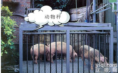 耀华<em>畜牧局</em>用称猪电子秤，养猪场专用畜牧秤