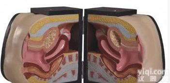 <em>北信</em>Pai 医用<em>模型</em>/女性避孕器<em>模型</em>/高级女性避孕器指导<em>模型</em>