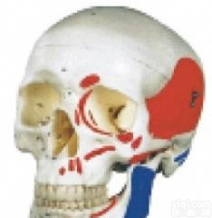 北信Pai 彩色人体头骨/头<em>颅骨</em><em>着色</em>/彩色头骨<em>模型</em>/人头骨<em>模型</em>