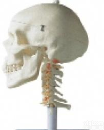 北信Pai 医学<em>模型</em>/头<em>颅骨</em>带颈椎<em>模型</em>