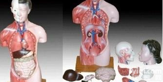 <em>北信</em>Pai <em>人体</em>模型/医用<em>人体</em>模型/<em>人体</em>器官模型