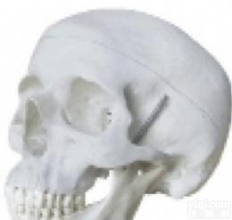 <em>北信</em>Pai <em>人体</em>头骨模型 医学专用教学模型
