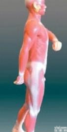 北信Pai 人体<em>解剖</em>模型/医用人体<em>解剖</em>模型/人体<em>肌肉</em>模型85cm