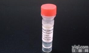 <em>磷酸化酪氨酸蛋白激酶A2受体抗体</em>