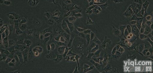 绿色<em>荧光蛋白</em>标记人<em>胃癌</em>细胞MGC803-GFP