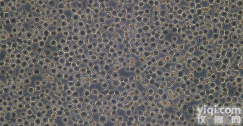 人<em>鼻咽癌</em><em>细胞系</em><em>SUME</em>-a