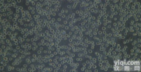 KU812人<em>外周血</em>嗜<em>碱性</em><em>白细胞</em>