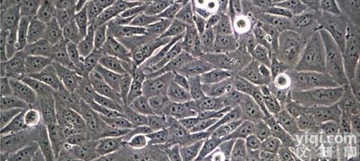 <em>A673人横纹癌细胞</em>