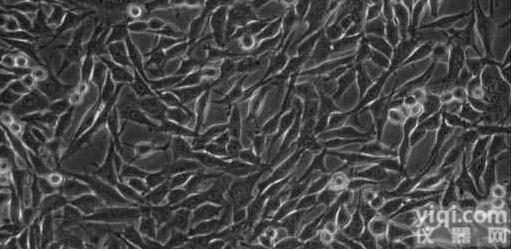 RBL-1大鼠嗜<em>碱性</em><em>粒细胞</em>性<em>白血病</em>细胞