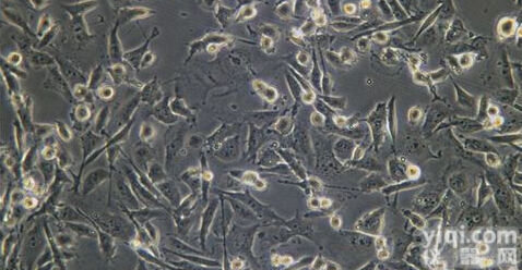 IF兔<em>成骨</em>C<em>细胞</em>