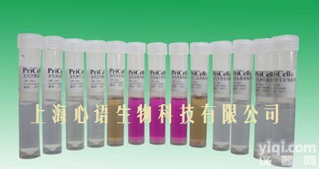 人SV4OT转化人脐静脉内皮<em>细胞</em>，PUMC-<em>HUVEC</em>-T1<em>细胞</em>