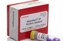 美国ABI MagicMark™ XP <em>Western</em> <em>Protein</em> Standard LC5602