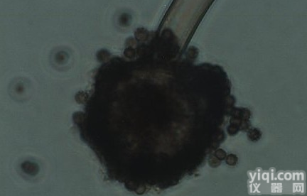 <em>斯氏油脂酵母</em>