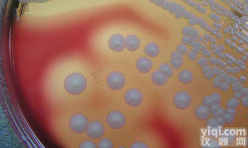 <em>酵母</em>菌形态<em>琼脂</em> <em>酵母</em>菌形態<em>寒天</em>