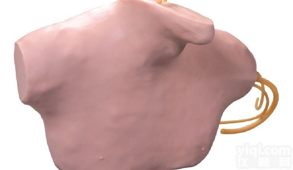 ZX静脉穿刺<em>插管</em>模型，医学<em>教学模型</em>