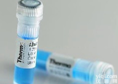 细胞凋亡关联<em>酪氨酸</em>激酶<em>抗体</em>,细胞凋亡关联<em>酪氨酸</em>激酶<em>抗体</em>供应商