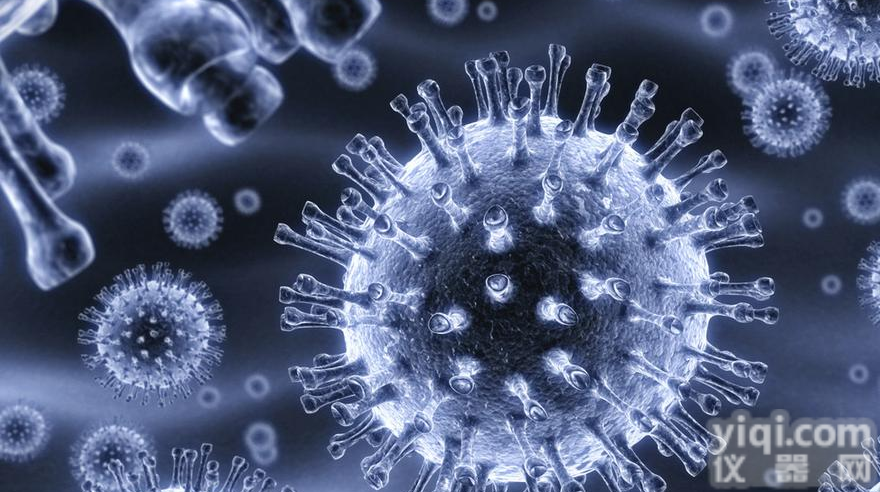 <em>NRK-52E大鼠肾小管导管上皮细胞</em>