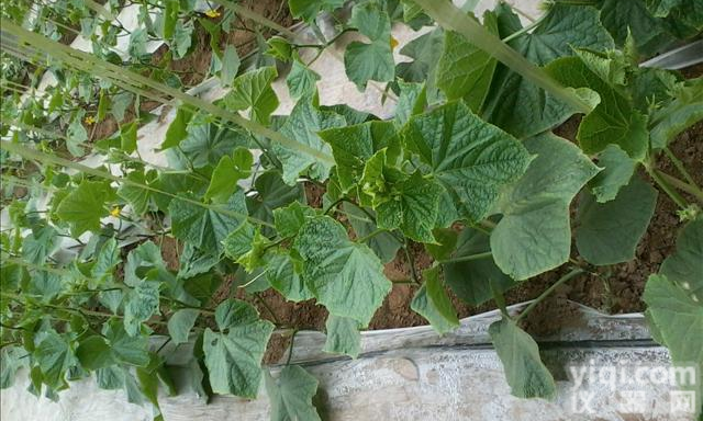 河北石家庄<em>滴灌</em>带厂家|河北满城<em>滴灌</em><em>过滤器</em>