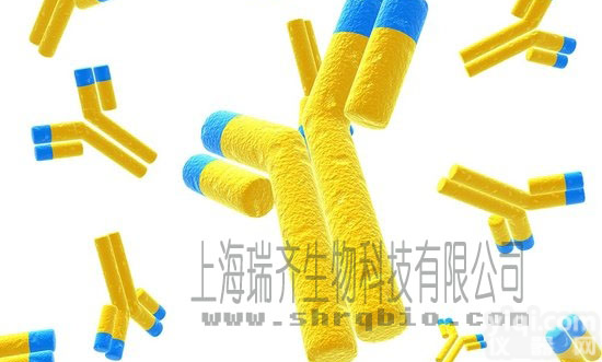 <em>小谷</em>氨酰胺<em>三角</em>四肽重复区蛋白α<em>抗体</em>