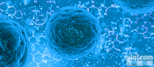 <em>人主动脉内皮细胞完全培养基</em>