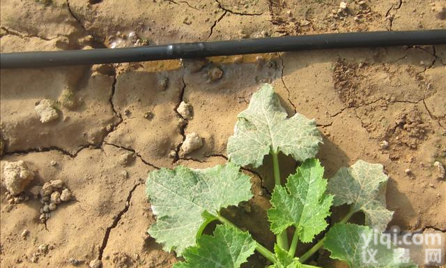 <em>河北</em>蔬菜膜下<em>滴灌</em>|<em>滴灌</em>管价格