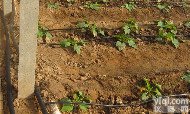 <em>河北</em>衡水<em>滴灌</em>工程设计|<em>滴灌</em>材料