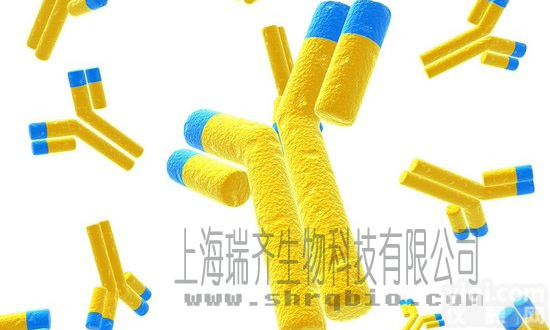 ACBD3蛋白<em>抗原</em>，<em>高尔基</em>复合体相关蛋白1蛋白<em>抗原</em>