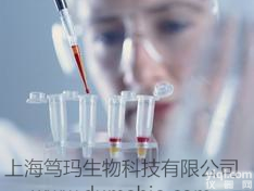 <em>Western Blot技术服务</em>（代做wb实验）免疫印迹