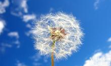 <em>蒲公英</em><em>提取物</em><em>蒲公英</em>黄酮5%10%