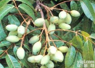 <em>橄榄</em>叶<em>提取物</em><em>橄榄</em>苦甙15%-50%HPLC