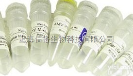 <em>Calcineurin</em> β<em>抗体</em>