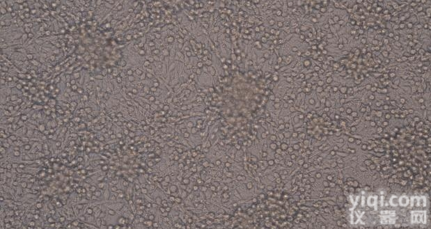 <em>小鼠</em>髓性<em>白血病</em>淋巴细胞/<em>小鼠</em><em>白血病</em>G-CSF<em>依赖性</em>细胞