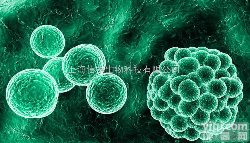 SIHA细胞,人<em>子宫颈</em>鳞状细胞<em>癌细胞</em>