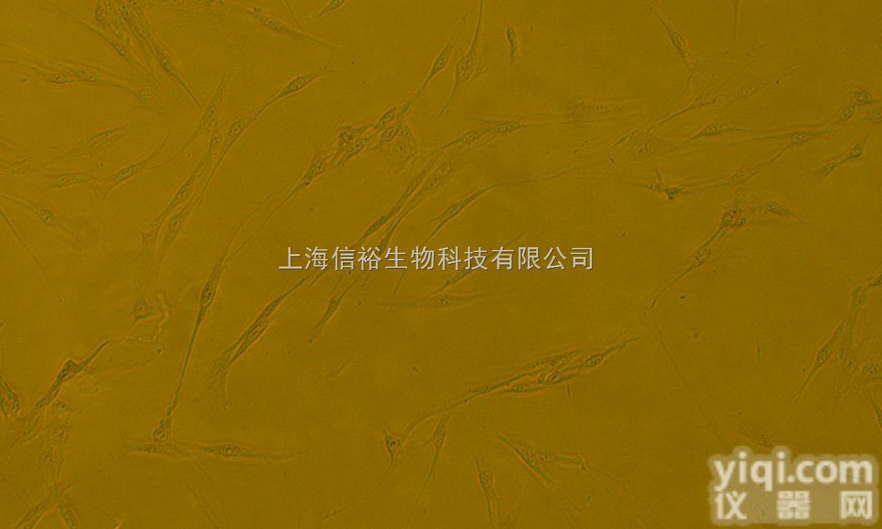 SV40<em>转染</em>人<em>成骨</em><em>细胞</em>,hFOB 1.19<em>细胞</em>