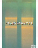 无<em>内毒素</em><em>萤火虫</em>荧光素
