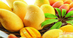 <em>现货供应</em> 芒<em>果粉</em> 品质好 特价销售