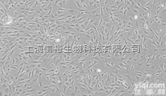 <em>磷化铟</em>，片状, 3-20 目, 99.998% metals basis