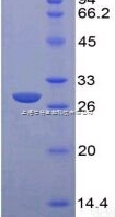 <em>3-甲酰氨苯硼酸</em>，95%