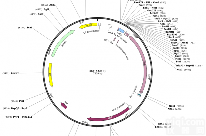<em>pGEX</em>-6P-3<em>载体</em>，大肠系列<em>质粒</em>