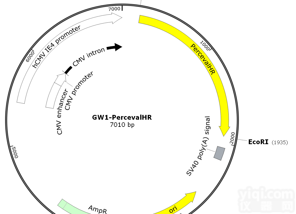 pRSETB-<em>Clover</em>载体，大肠系列<em>质粒</em>