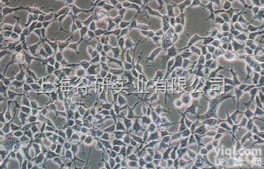 <em>BALB</em>/c 小鼠胚胎细胞；<em>BALB</em>/c <em>3T3</em> clone A31价格